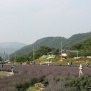 사라실 라벤더 단지 이미지