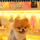 헬로펫샵 이미지