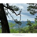 6월 23일(토요일) 밀림의 숲,여름산~ [고동산]산행 갑니다!! 이미지