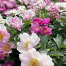 치인 야영장 이미지