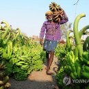 윤영숙농장 이미지