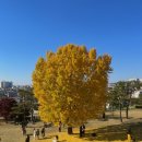 연무초교 | 수원 여행 코스 추천｜가을에 꼭 가봐야 할 수원화성 나홀로나무