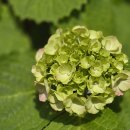 상속포기신고 이미지