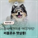 지나펫살롱 | 송파애견미용 퍼플포우 펫살롱 포메라니안 가위컷 후기