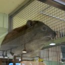 (집)(주)쿱스토어 철산점 | 10월 일상(2): 아기바위너구리는 세상을 구한다...!