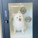 올리스 24 이미지