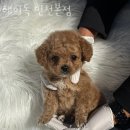 헤이독(HEY-DOG) | 인천 효성동 강아지분양 헤이독 인천본점 영업시간 가는길