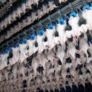 (주)하림 이미지