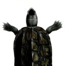 노란거북이 이미지