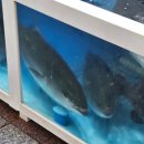 남포횟집 | 🐟 부산 남포 영도다리횟집 방어회 후기