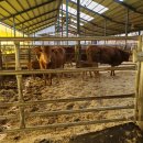 증산목장 이미지