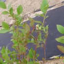 도천농장 이미지