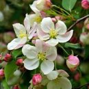 사과(꽃말)나무 사과꽃피는 순서 알고있나요? 이미지