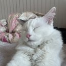 꽃길 걷는 고양이 이미지