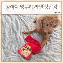 가토디자인 | 강아지 노즈워크 장난감 추천, 페로가토 멍구리 내돈내산 후기