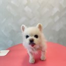 펫피르그루밍 네이버블로그