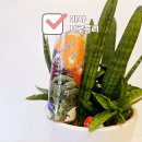 마샤 | 야채주스맛 마샤 브로콜리액상 솔직후기/브로콜리맛액상/주스맛액상/범내골전자담배