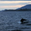 [캐나다] 밴쿠버 아일랜드 토피노, 곰과 뛰놀고 고래와 춤을 이미지