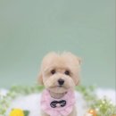 모카애견 | 익산애견미용 익산말티푸미용 배냇미용 후기 │ 모카 6mm 스포팅 테디베어컷 🐶