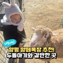 하진목장 | 양평 양떼목장 아기랑 갈만한 곳으로 만족했던 이유
