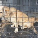 하리파출소 이미지