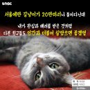 강동구청 이미지