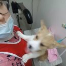 영통동물병원 이미지