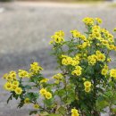 향기4로 이미지