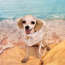 댕댕아야옹 이미지