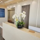 서동치과의원 | 선물 고민 끝, 병원 오픈 시 가장 많이 선택하는 호접란/영도 해운대 동래 서동 양정 배송 배달/수야난원