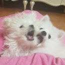 루아동물병원 | [공지] 루아멍, 반려동물 브랜드 대표의 운영 철학