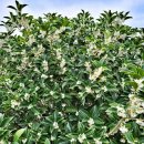 지꺼지게 귀덕 이미지