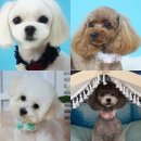 오렌지펫살롱 이미지