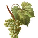 포도나무 이미지