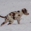 메리 동물병원 이미지