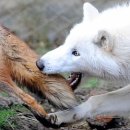 늑대랑여우랑 이미지