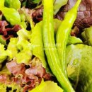 그대스테이 이미지