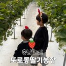 한가족농장 | 논산 아이와 가볼만한곳 또로롱 딸기농장 딸기따기체험 했어요