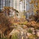 다듬티농장 | [시공기록] 대형 특수목 제주팽나무 식재공사