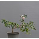바람의속삭임 이미지