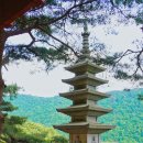 석림정사 티스토리