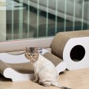 대흥교 희성빌딩 앞 | [임신 19주] 임산부 미용실, 고양이 셀프미용, 19주 배크기