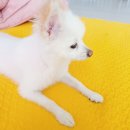 페츠온동물병원 이미지