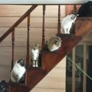 캣스토리 이미지