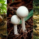 하얀버섯 이미지