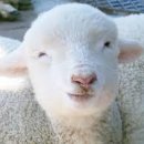 나라축산 이미지