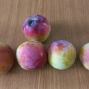 맛조아농장 이미지