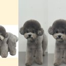 라온펫미용실 네이버블로그