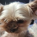 부티크더독스 이미지