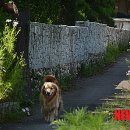 코스모스길 이미지